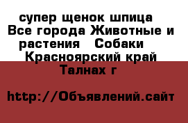 супер щенок шпица - Все города Животные и растения » Собаки   . Красноярский край,Талнах г.